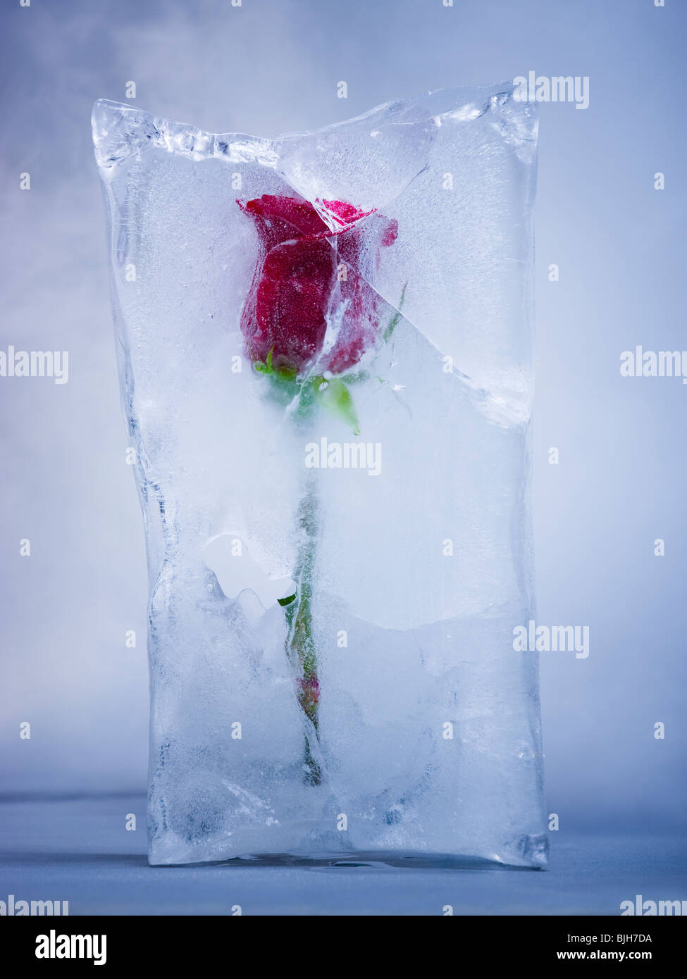 Rose rouge congelé dans un bloc de glace Banque D'Images