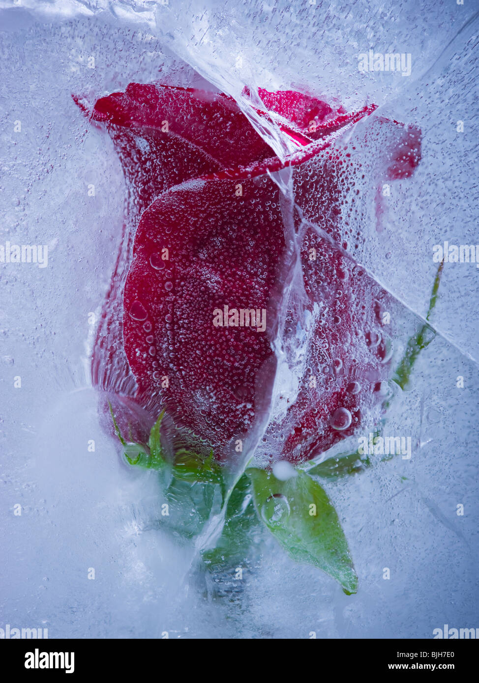 Rose rouge congelé dans un bloc de glace Banque D'Images