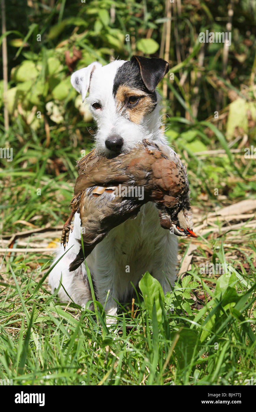 Parson Russell Terrier dog sitting proies meadow Banque D'Images