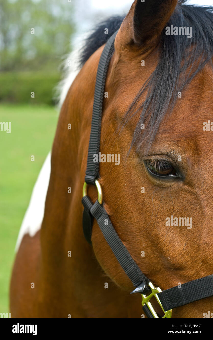 Côté tête et chevaux brun Banque D'Images