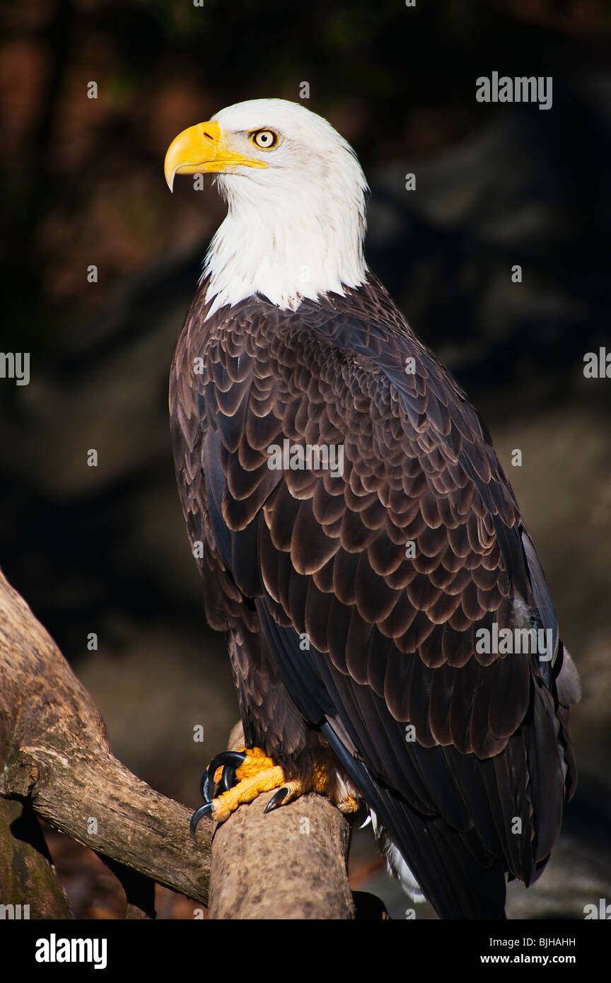 Eagle Banque D'Images