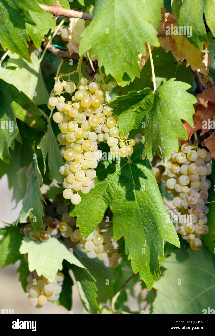 San Gimignano, Toscane, Italie. Les grappes de la vigne de vin blanc local typique raisins Vernaccia Banque D'Images