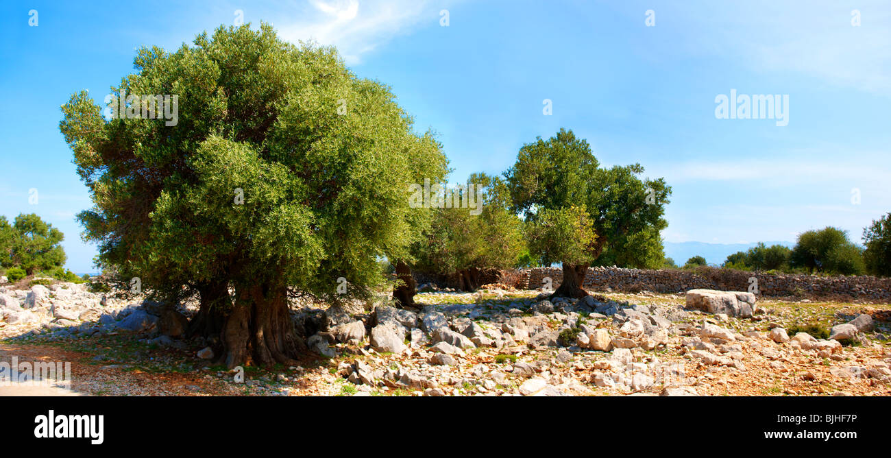 Lunjski Maslinici, oliviers de Lun - l''île de Pag, Croatie Banque D'Images