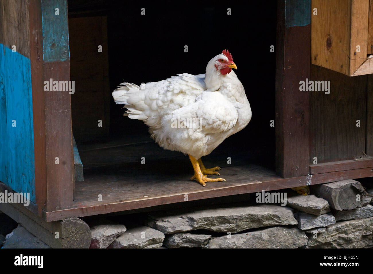 Une Poule Blanche dans un village porte sur le autour de l'ANNAPURNA TREK - Népal, RÉGION DE NUPRI Banque D'Images