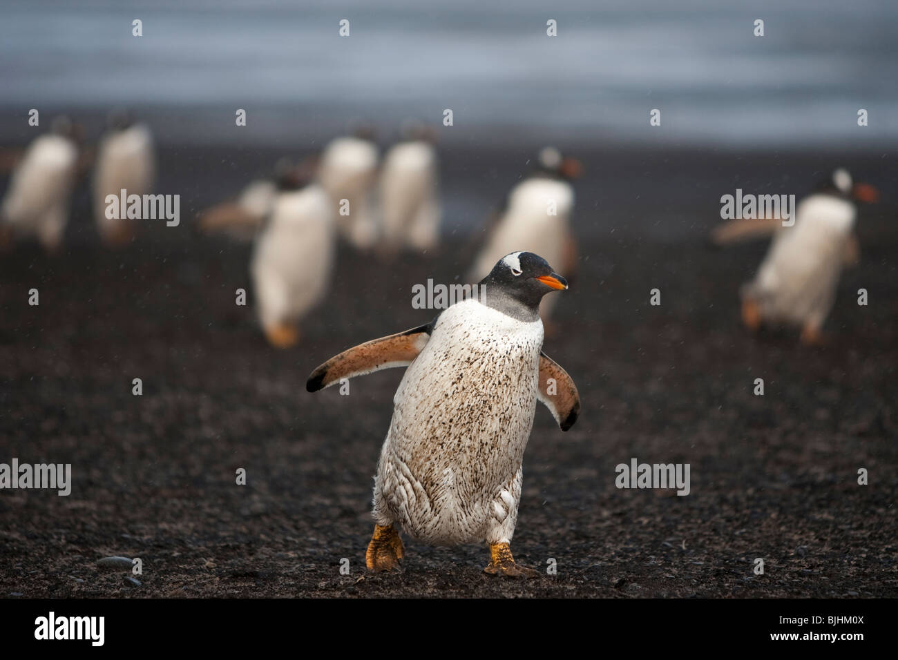 Gentoo pingouin Pygoscelis papua Eselspinguin Sea Lion Island Iles Falkland marcher dans la boue Banque D'Images
