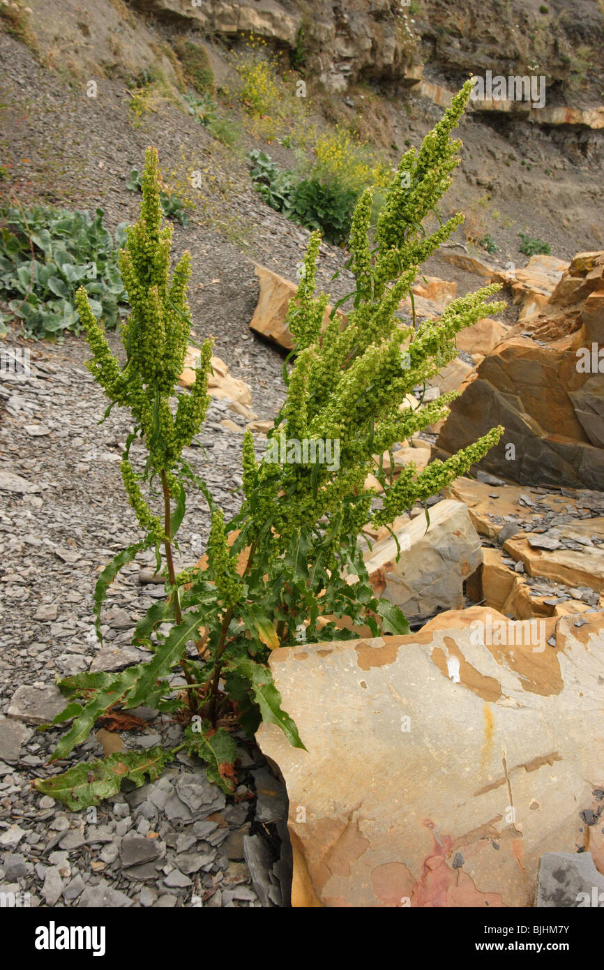 Rumex crépu, Rumex crispus. Kimmeridge bay parmi les rochers dans le Dorset. De juin. Banque D'Images