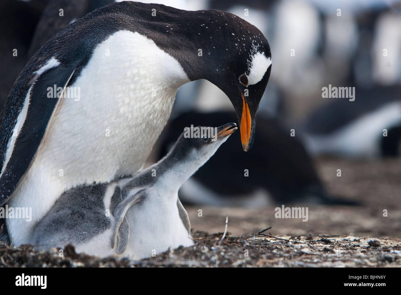 Gentoo pingouin Pygoscelis papua Eselspinguin Sea Lion Island Iles Falkland chick mendier de la nourriture Banque D'Images