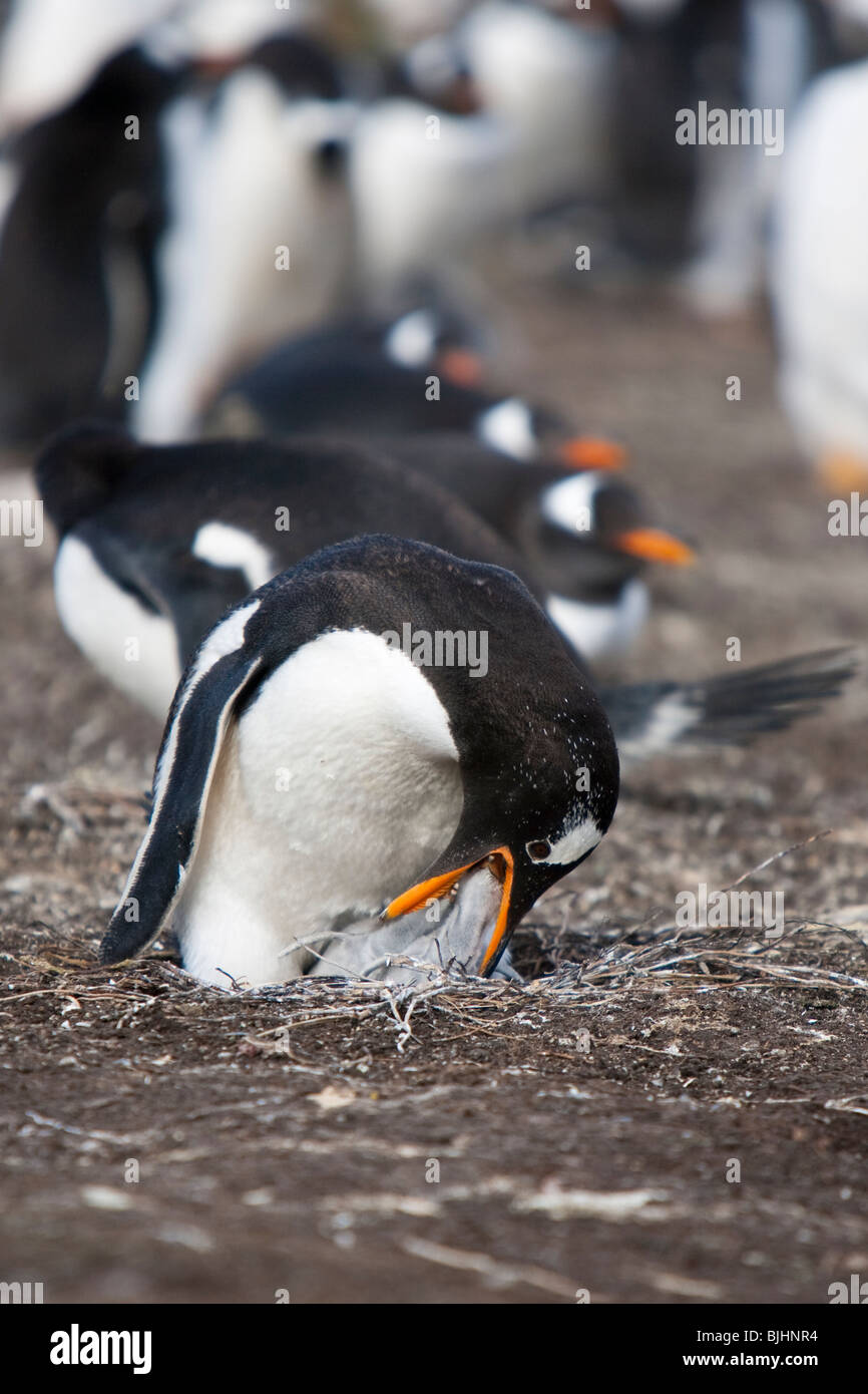 Gentoo pingouin Pygoscelis papua Eselspinguin Sea Lion Island Iles Falkland hot poussins d'alimentation Banque D'Images