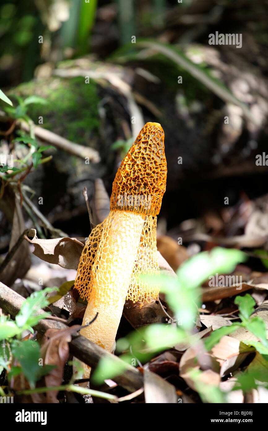 champignons stinkhorn Banque D'Images