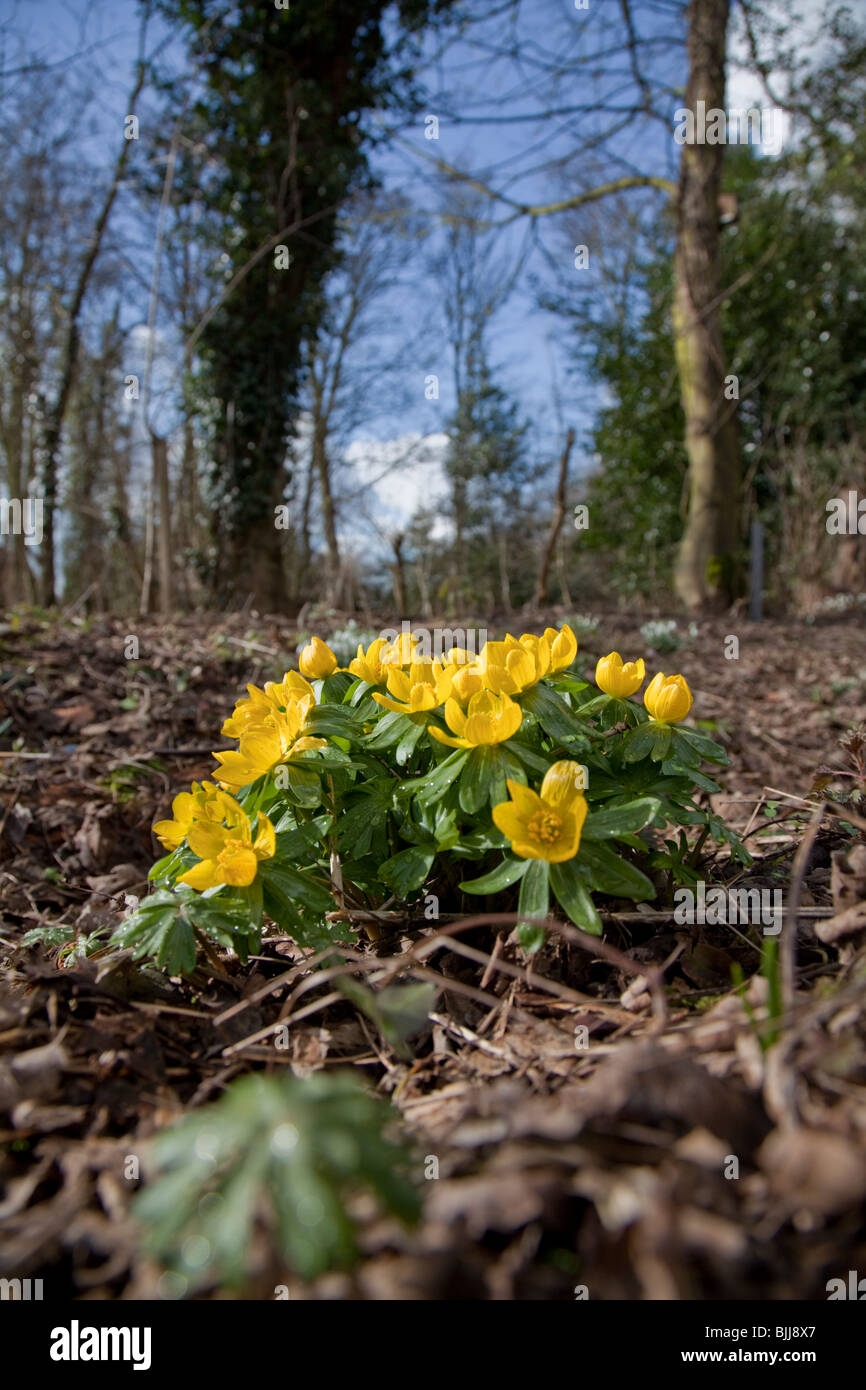 Aconites jaunes Banque D'Images