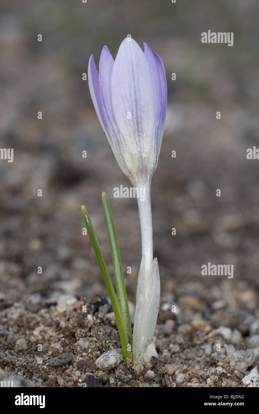 Crocus (Crocus carpetanus de montagne) Banque D'Images