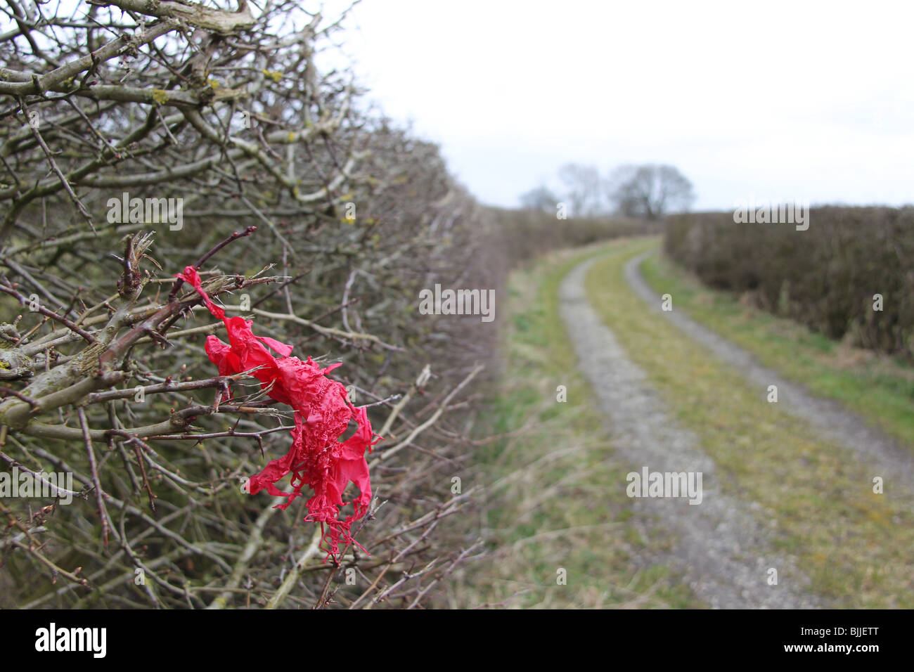 Litière ballon auburn Banque D'Images