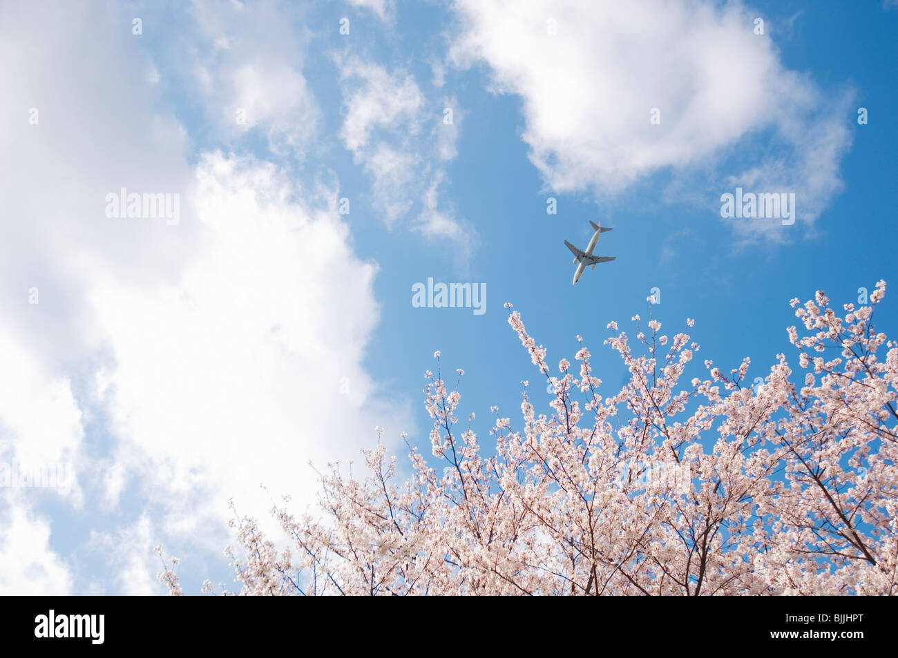 Avion voler à travers une rose bleu ciel nuageux au-dessus de fleurs de cerisier Banque D'Images