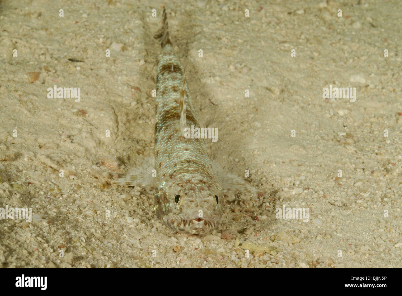 Lizardfish assombries dans la mer Rouge, au large de Hurghada, Egypte. Banque D'Images