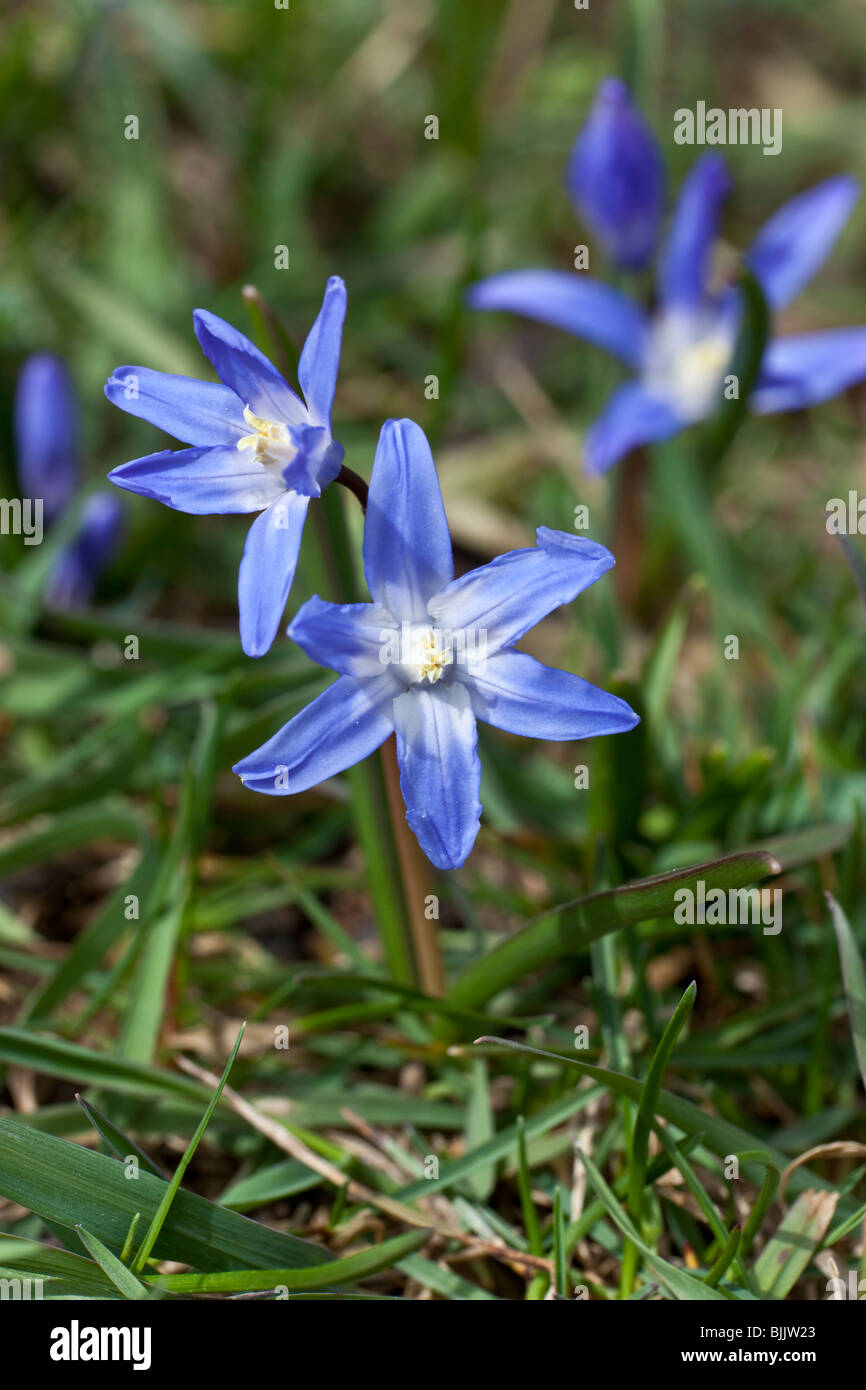 Lucillae Chionodoxa (gloire de la neige), à fleurs bleu lumineux de l'ampoule du printemps. Charles Lupica Banque D'Images