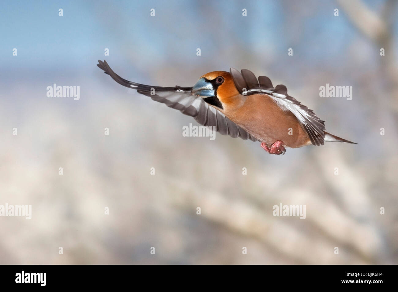 (Coccothraustes coccothraustes Hawfinch) en vol pendant l'hiver Banque D'Images