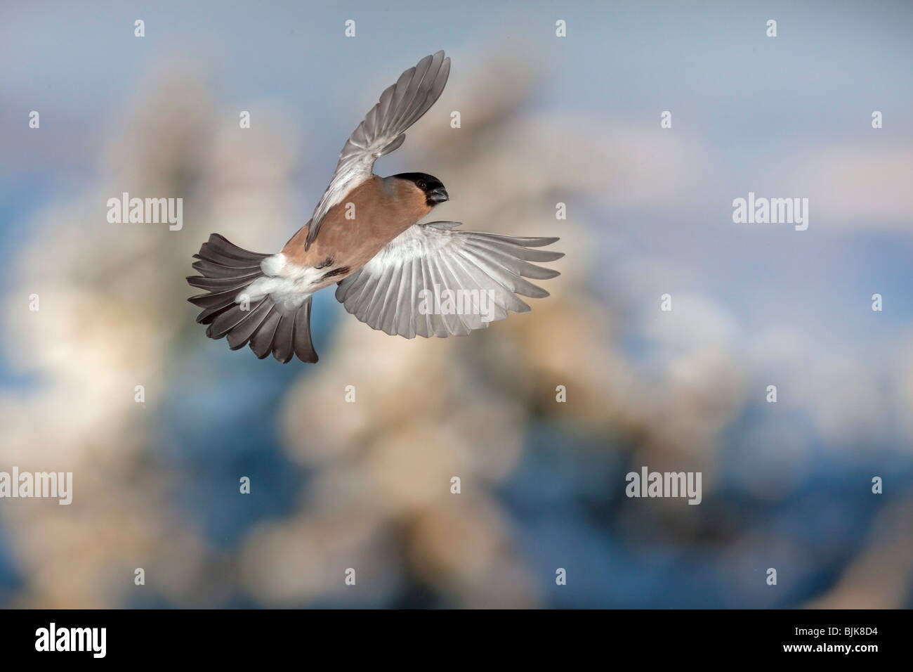 Bouvreuil commun ou canard colvert (Pyrrhula pyrrhula), femme en vol pendant l'hiver Banque D'Images