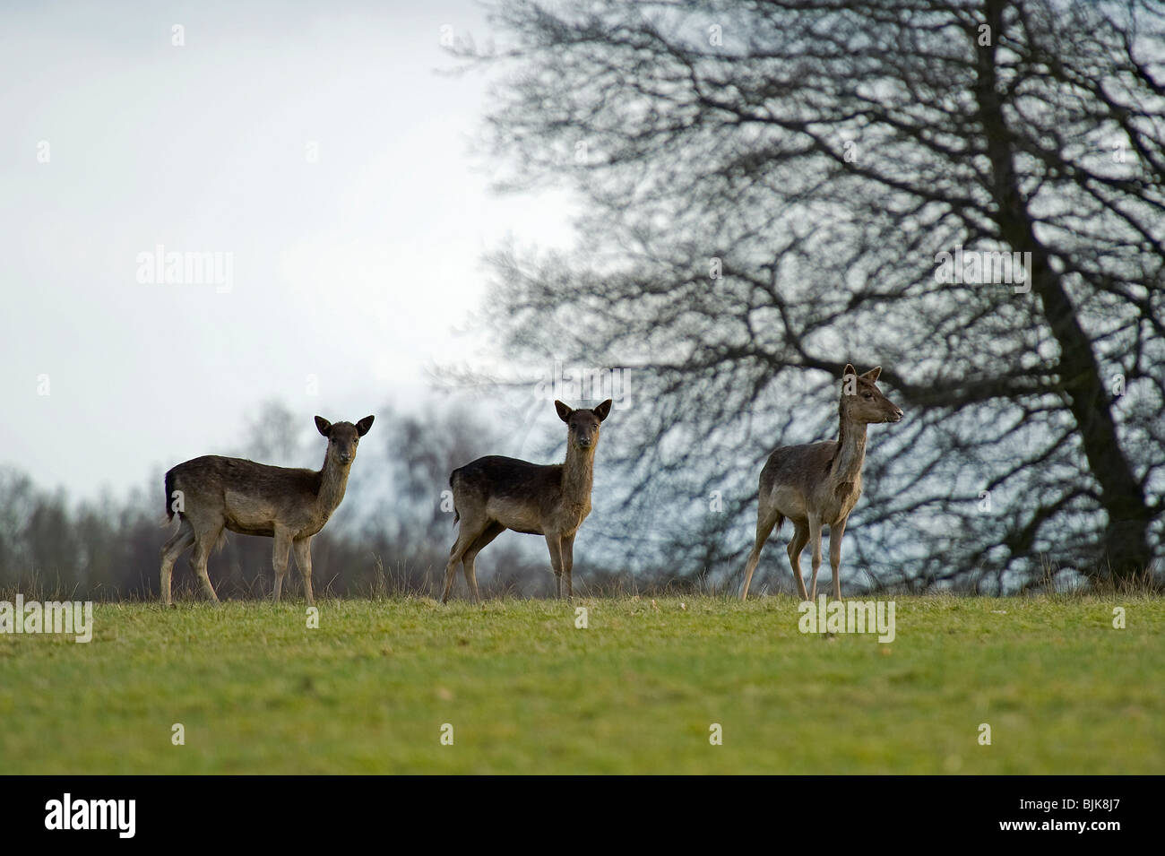 3 daims en attente de Ashridge au sommet de la colline Banque D'Images