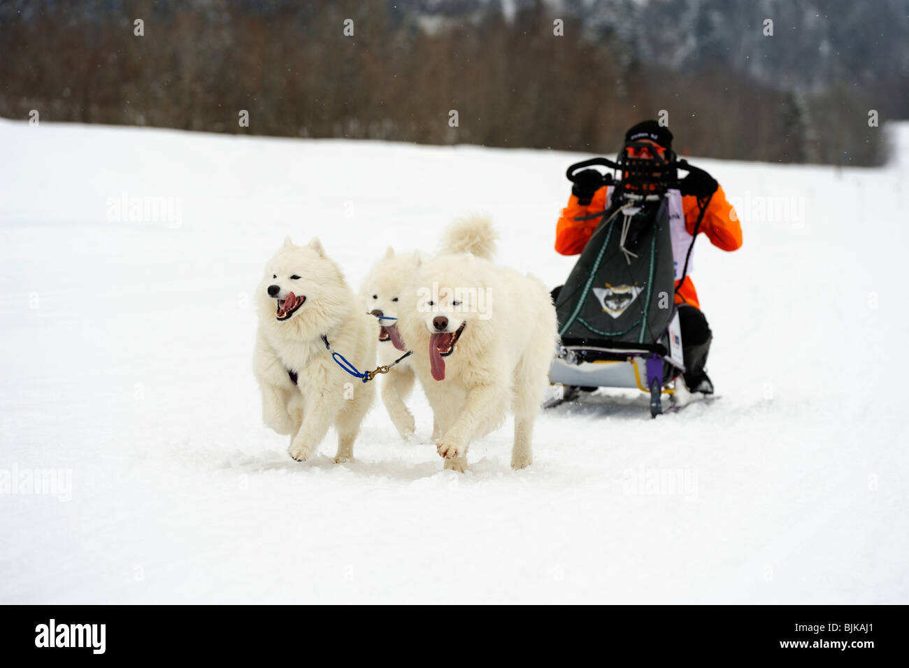 L'équipe de chiens de traîneau samoyède avec musher, Studen, Suisse, Europe Banque D'Images