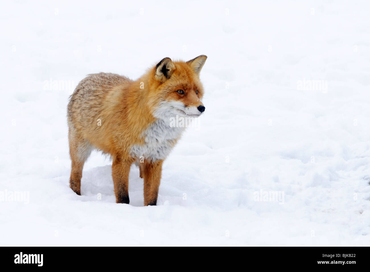 Le renard roux (Vulpes vulpes), en rut Banque D'Images