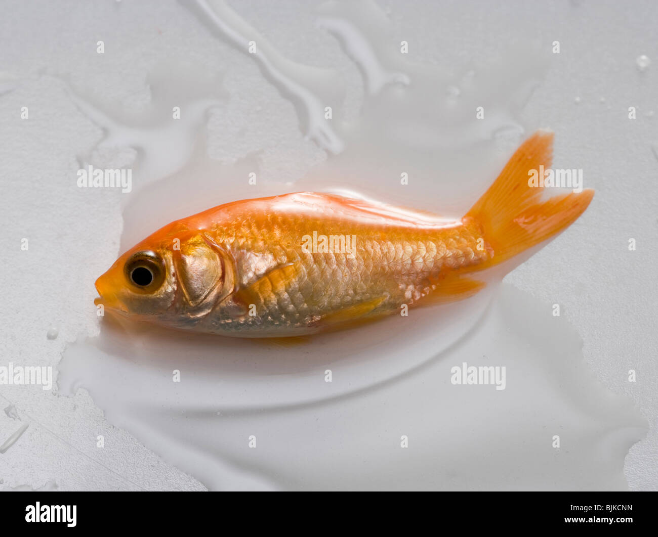 Goldfish couché en flaque d'eau Banque D'Images