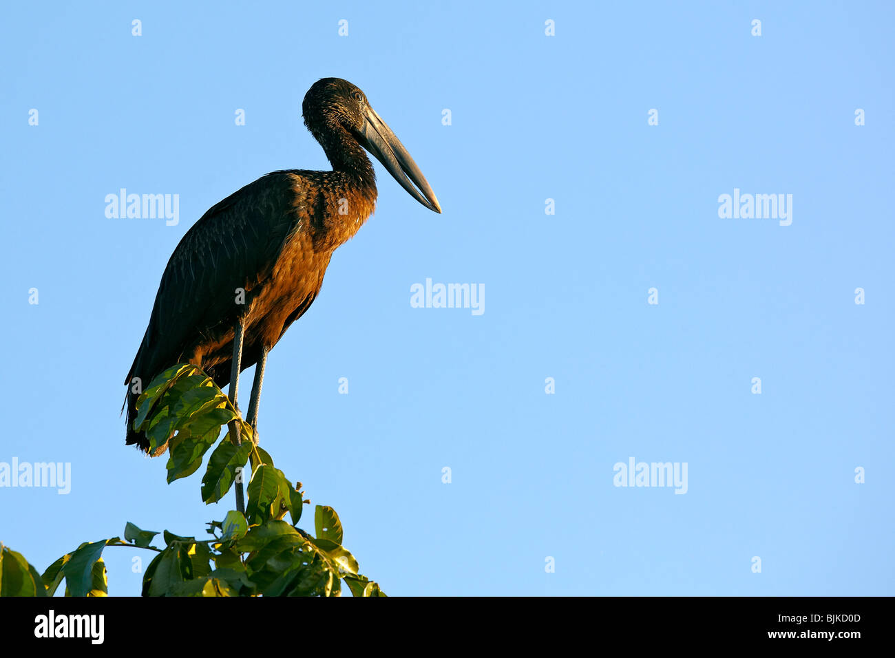 African Openbill Anastomus lamelligerus) (, Zambèze, Zambie, Afrique Banque D'Images