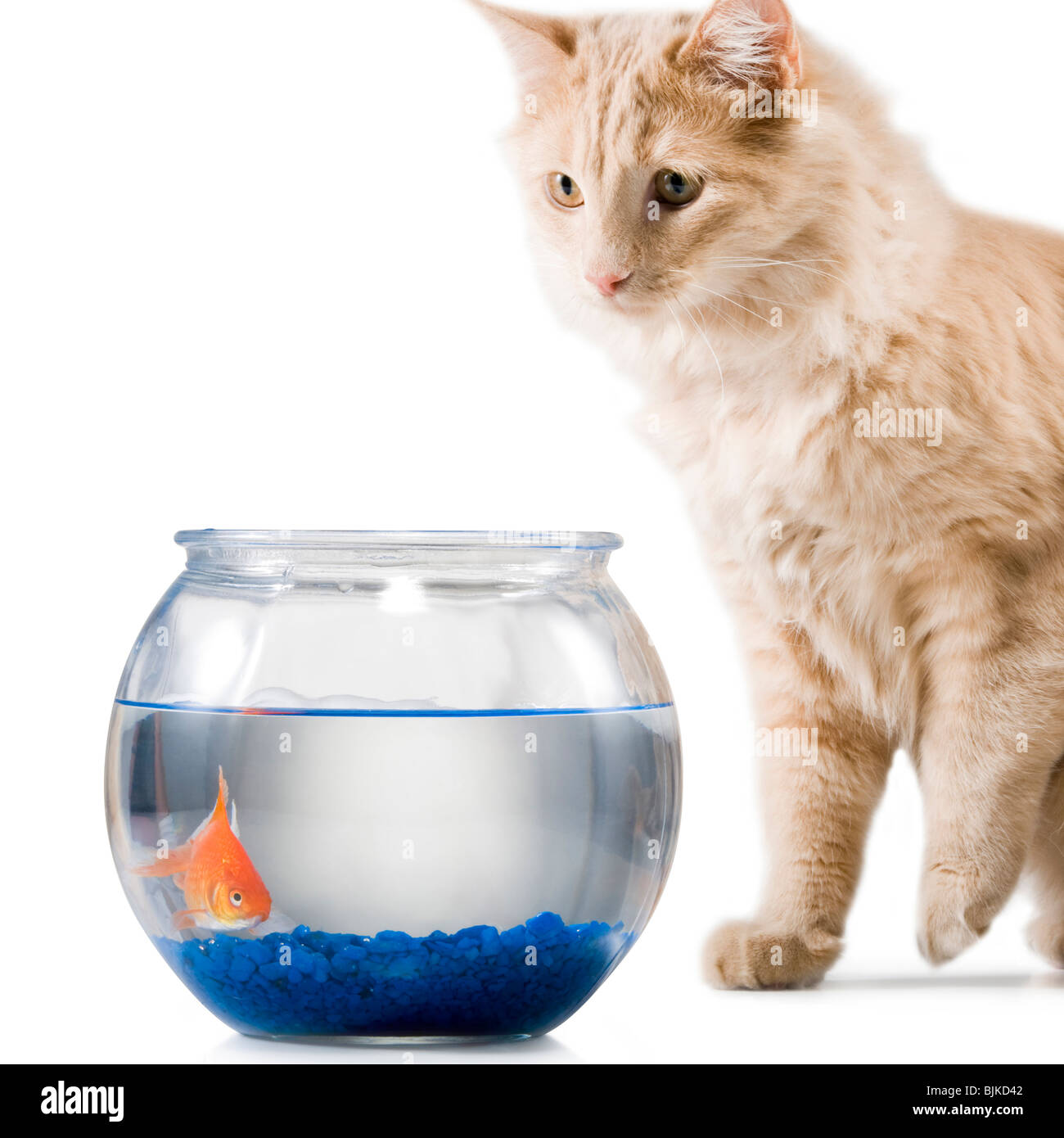 Regarder les poissons rouges dans le bol du chat Banque D'Images