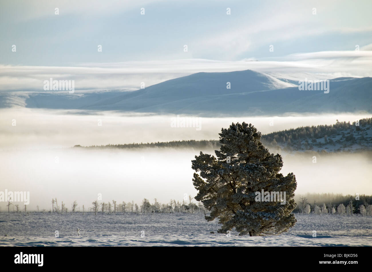 Brouillard dans la vallée de la Spey, près d'Aviemore, Invernesshire, région des Highlands, Ecosse, Royaume-Uni Banque D'Images