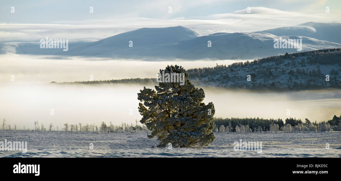 Brouillard dans la vallée de la Spey, près d'Aviemore, Invernesshire, région des Highlands, Ecosse, Royaume-Uni Banque D'Images