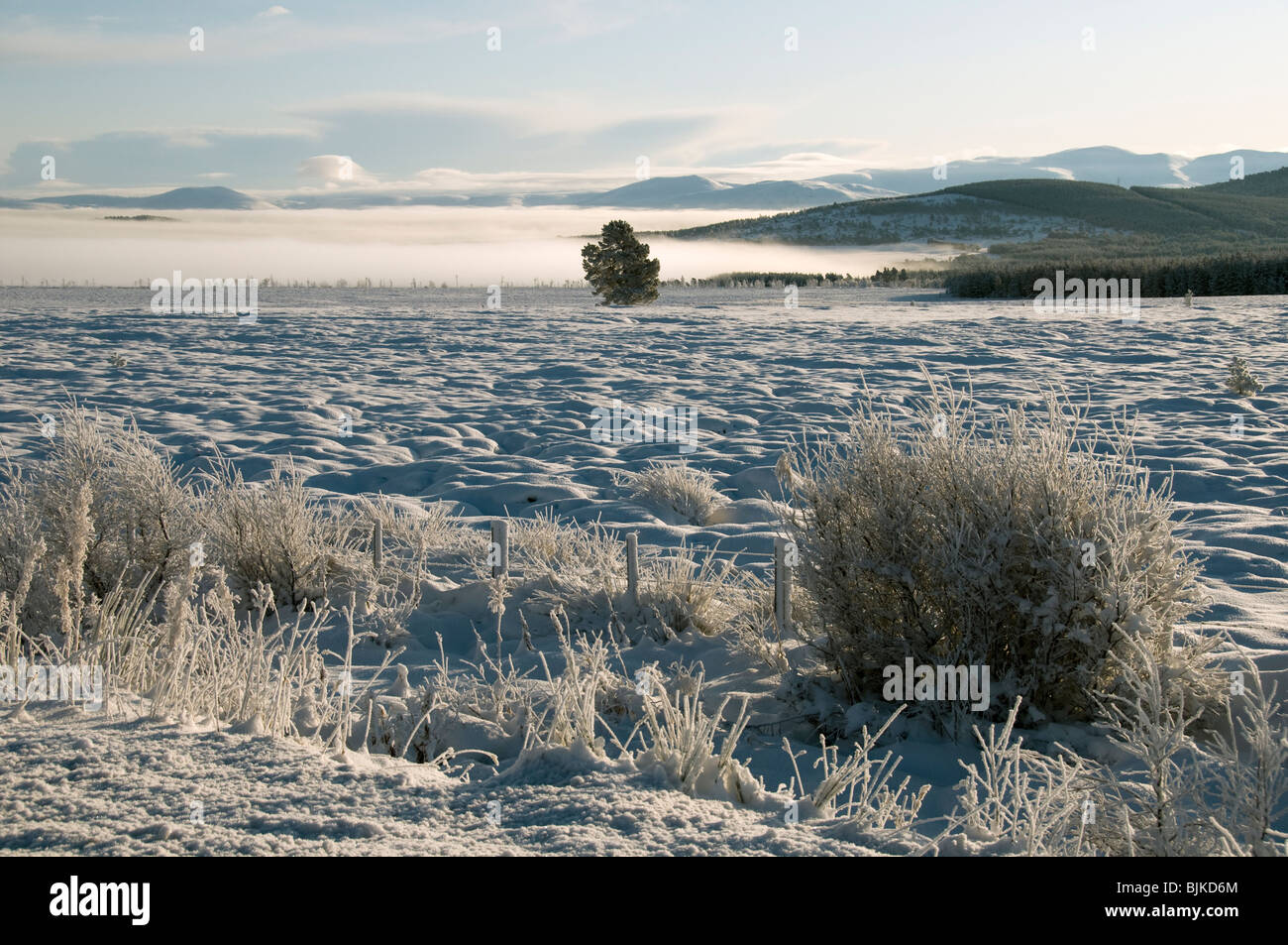 Brouillard dans la vallée de la Spey, près d'Aviemore, Invernesshire, région des Highlands, Ecosse, Royaume-Uni Banque D'Images