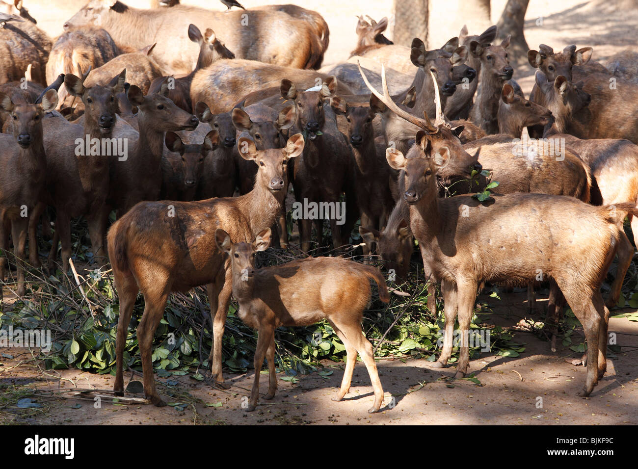 Cerfs Sambar (Rusa unicolor, Cervus unicolor), zoo de Trivandrum, Kerala, Inde, Asie de l'état Banque D'Images