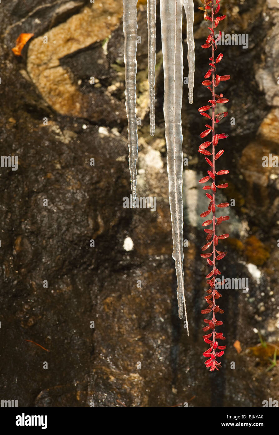 Cette jolie vigne de feuilles rouges a été trouvé à côté d'un ensemble robuste de cycles de glace, un jour d'hiver au réservoir du chemin Quabbin. Banque D'Images