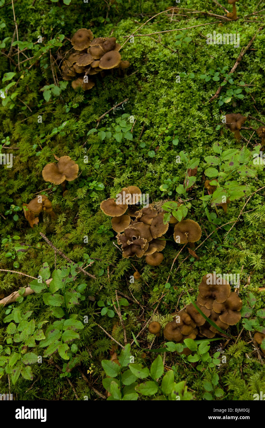 Chanterelles d'automne en Suède Banque D'Images