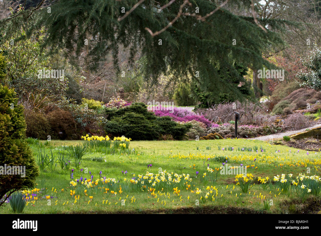L'espace paysagé de Ness Gardens, avec profusion de fleurs de printemps Banque D'Images