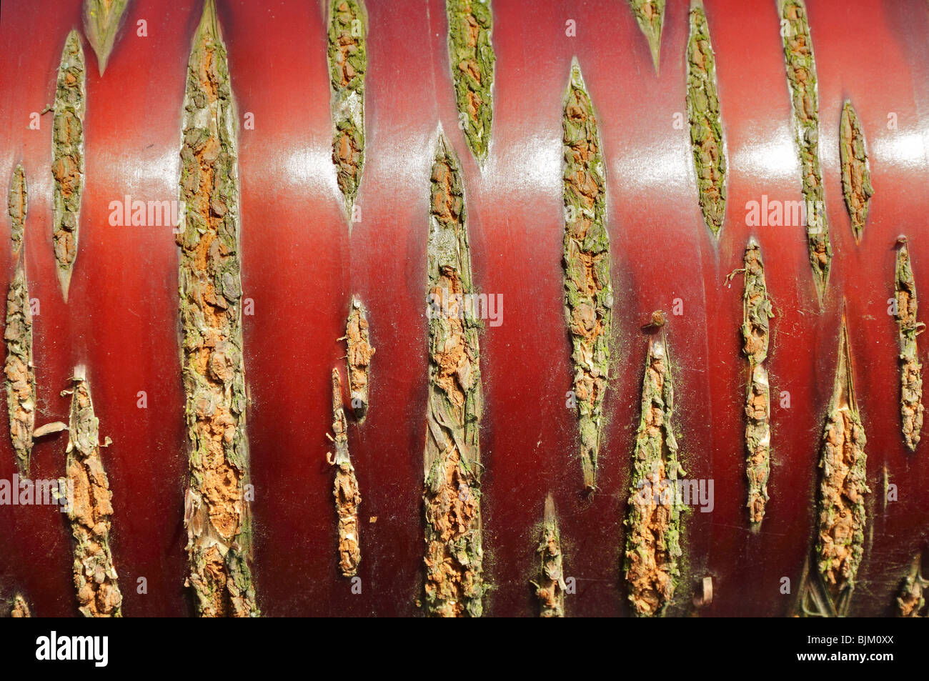 L'écorce d'un rouge brillant de l'écorce de bouleau de l'himalaya Cerisier Prunus 4 Serula Banque D'Images