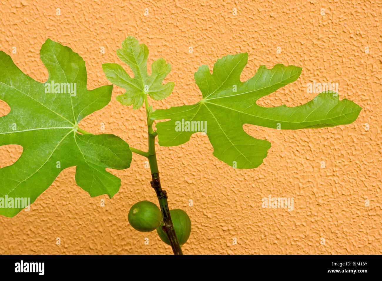Fig plante avec des fruits sur fond jaune Banque D'Images