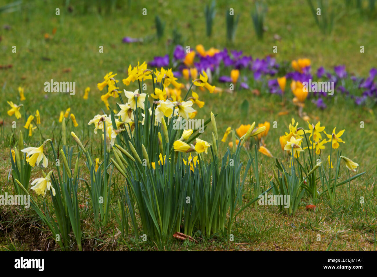 Fleurs de Printemps naturalisés à Ness Botanic Gardens, Wirral sur l'après-midi de printemps ensoleillé Banque D'Images