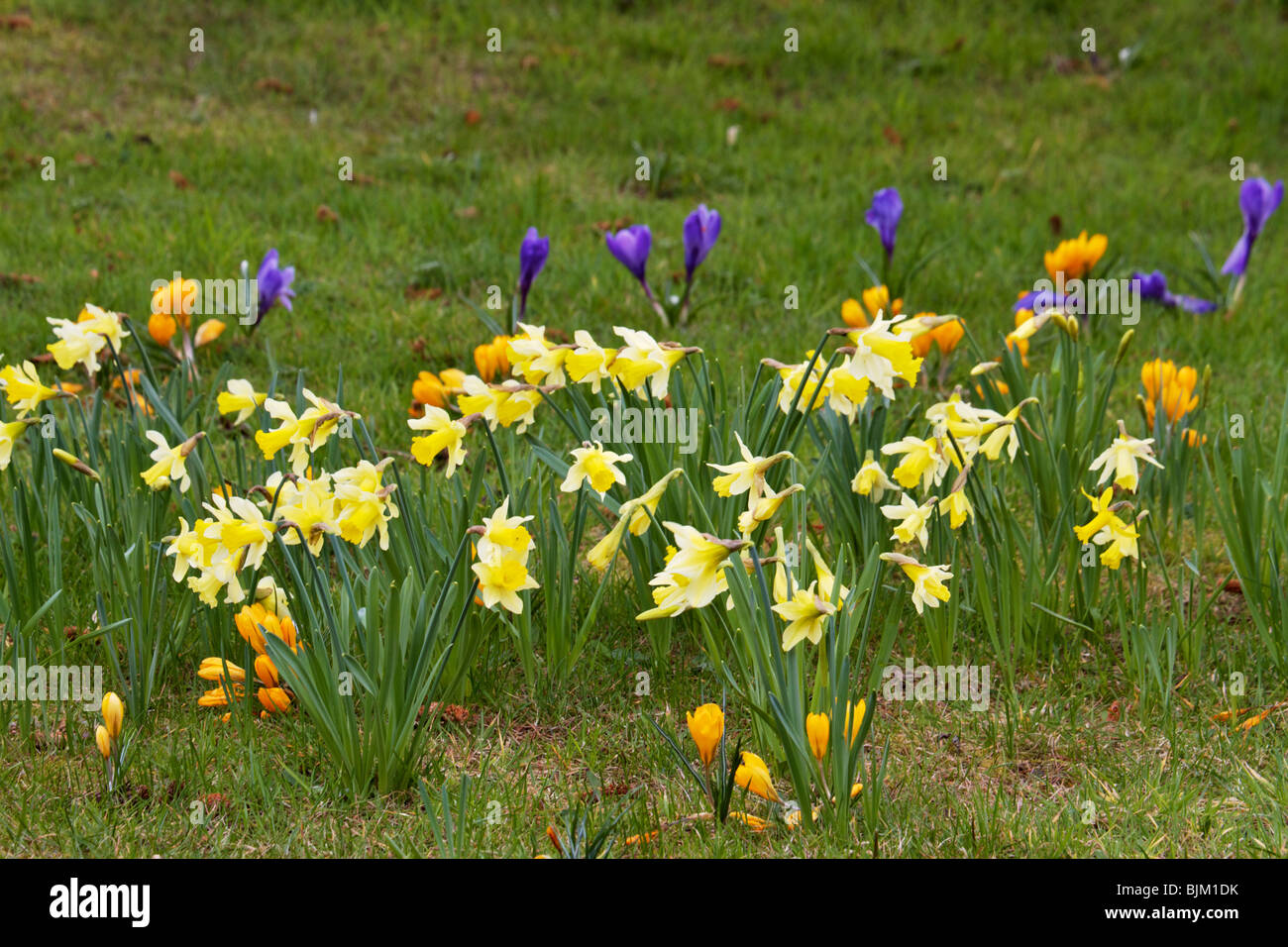 Fleurs de Printemps naturalisés à Ness Botanic Gardens, Wirral sur l'après-midi de printemps ensoleillé Banque D'Images