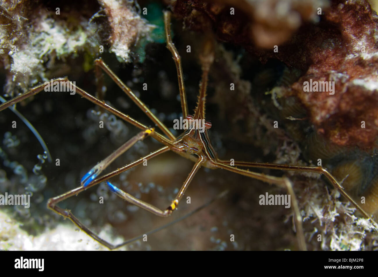 Une flèche se trouve son terrain de crabe" en présence de la photographe. Banque D'Images