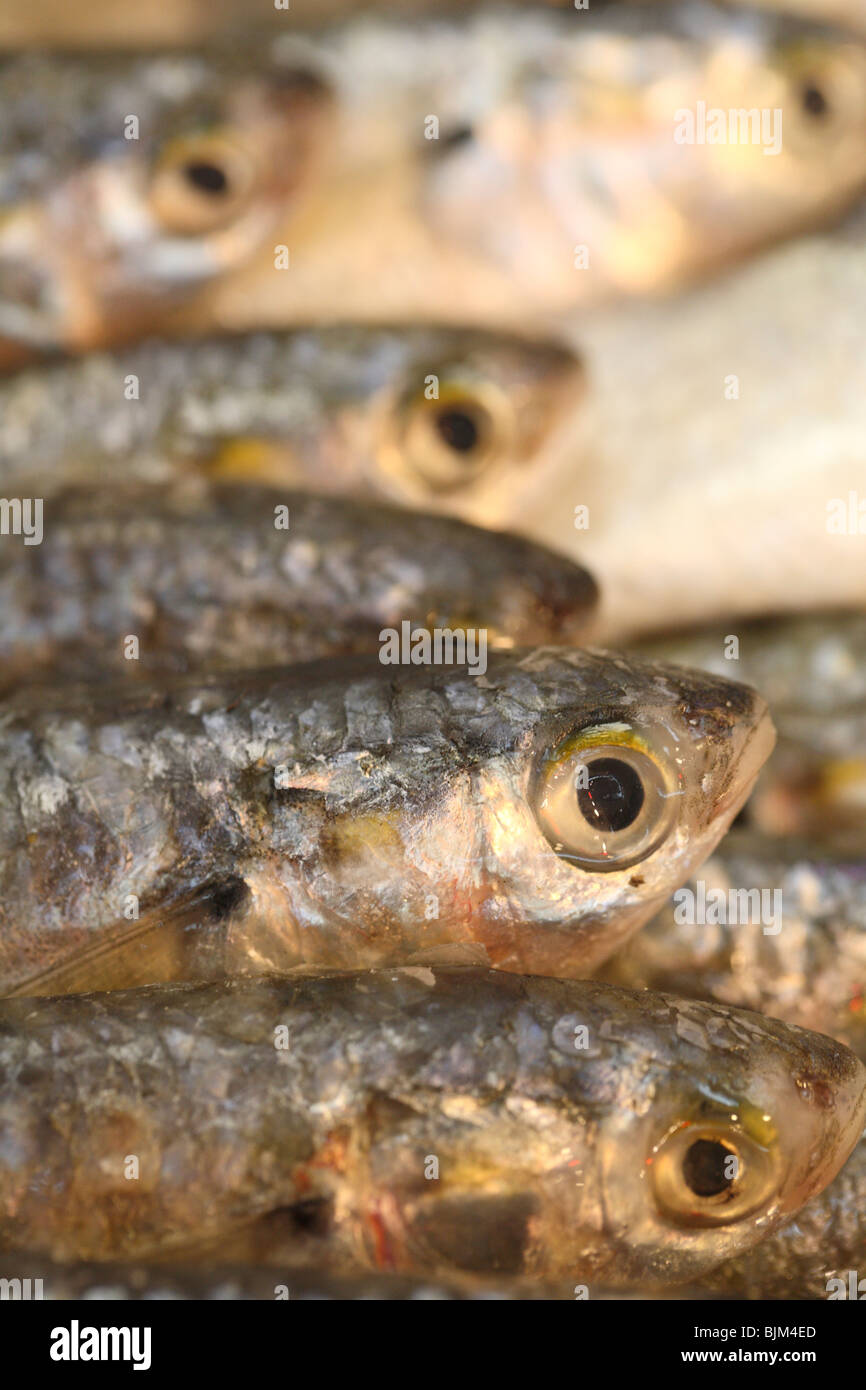 Close up de poissons frais Banque D'Images