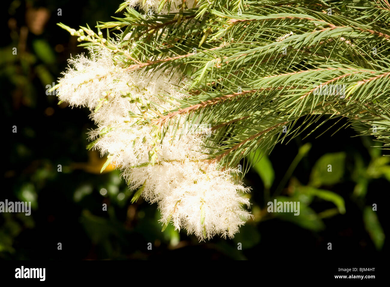 Melaleuca alternifolia arbre en fleur sur fond sombre Banque D'Images