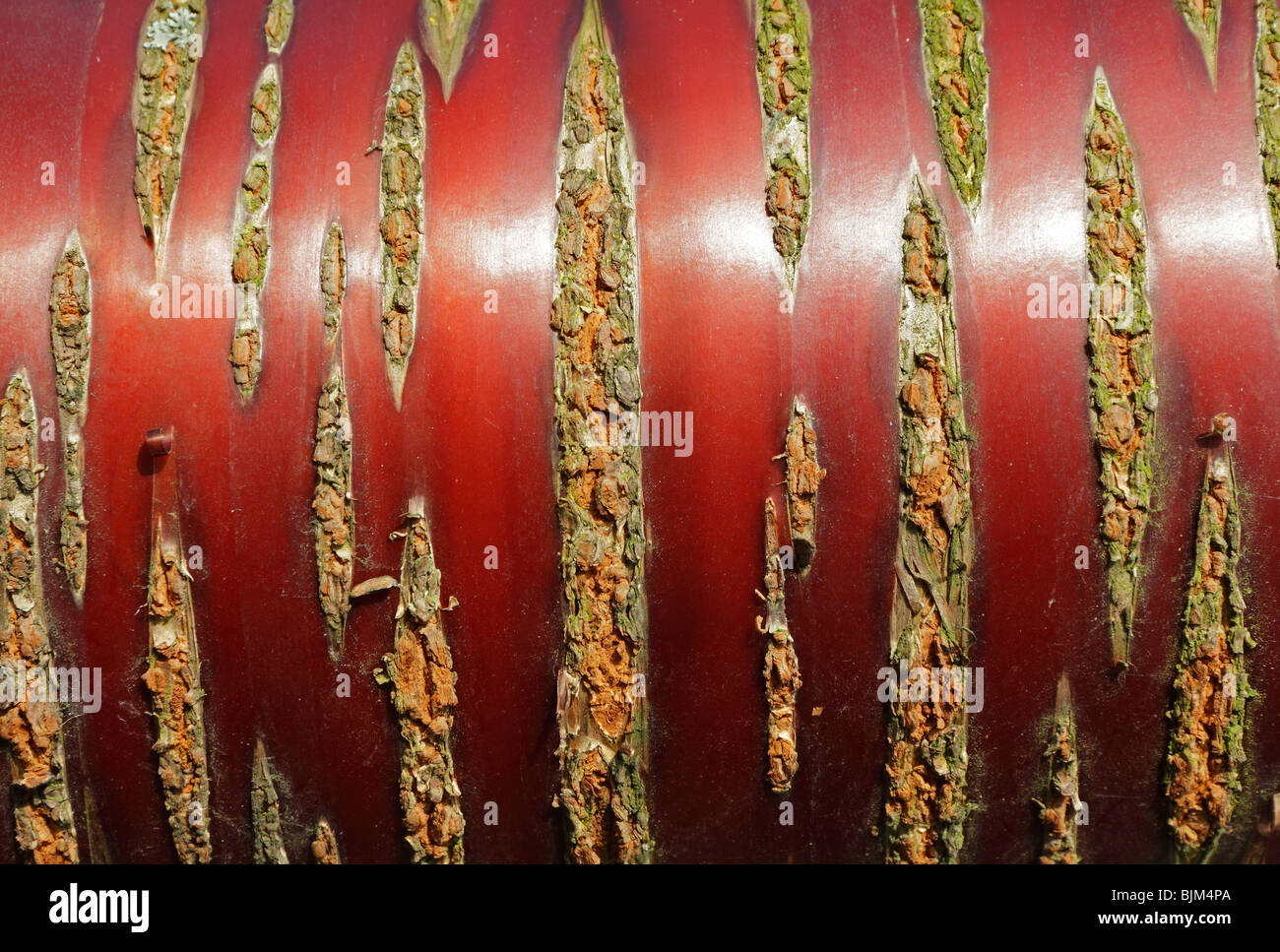 L'écorce d'un rouge brillant de l'écorce de bouleau de l'himalaya Cerisier Prunus Serula Banque D'Images