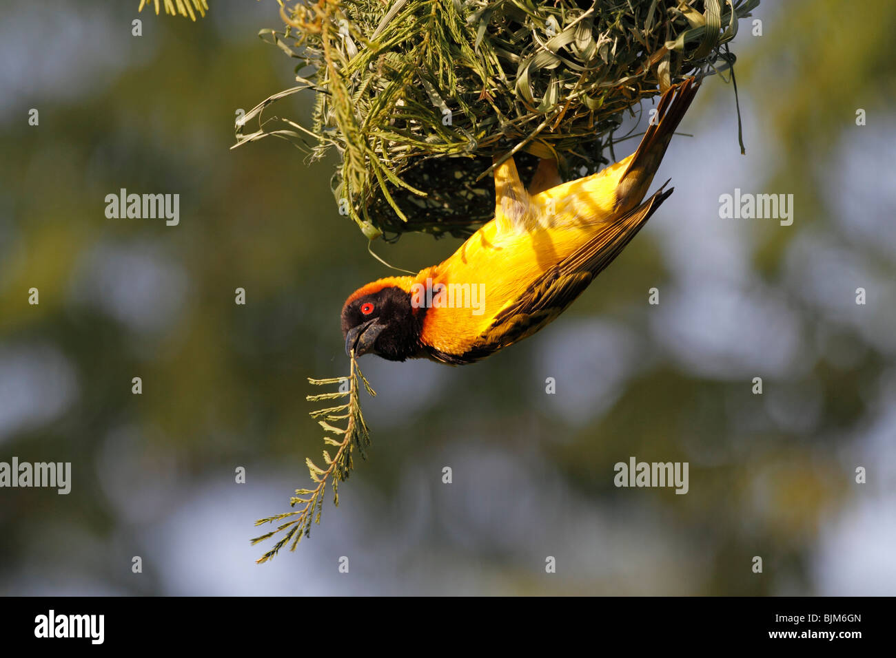 Weaver (oiseaux des Ploceidae) dans le Masai Mara, Kenya, Afrique Banque D'Images