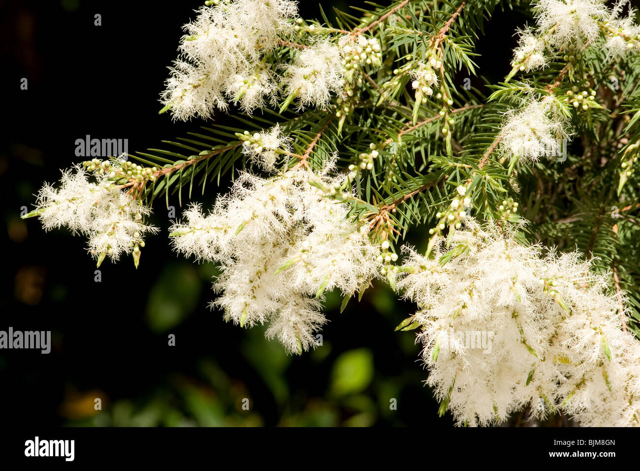 Arbre à thé (melaleuca alternifolia) en fleurs Banque D'Images