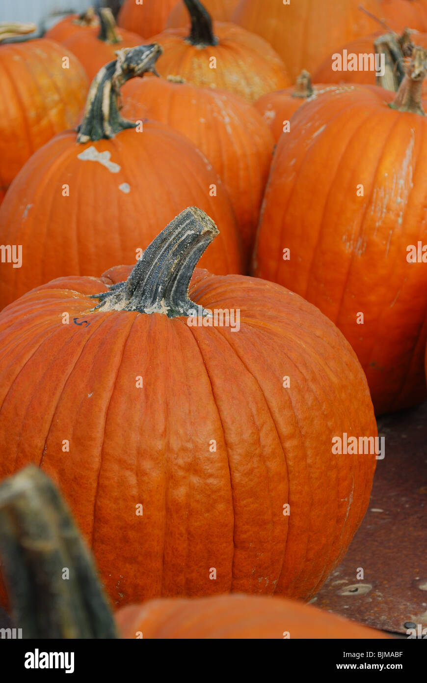 Citrouilles automne Banque D'Images