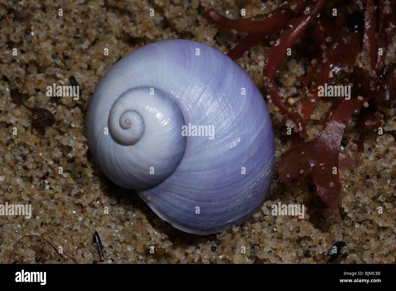 Escargot de mer violet,Janthina janthina,échoués, Widemouth Bay Cornwall, en décembre 2007. Banque D'Images