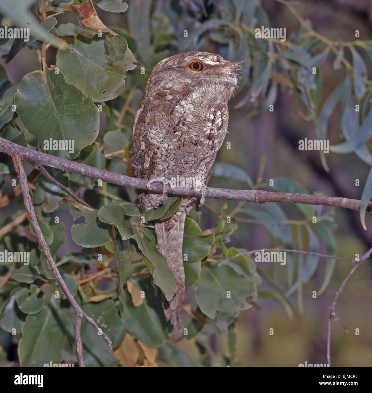 Une grille supérieure de papou (Podargus papuensis) perché sur branch Banque D'Images