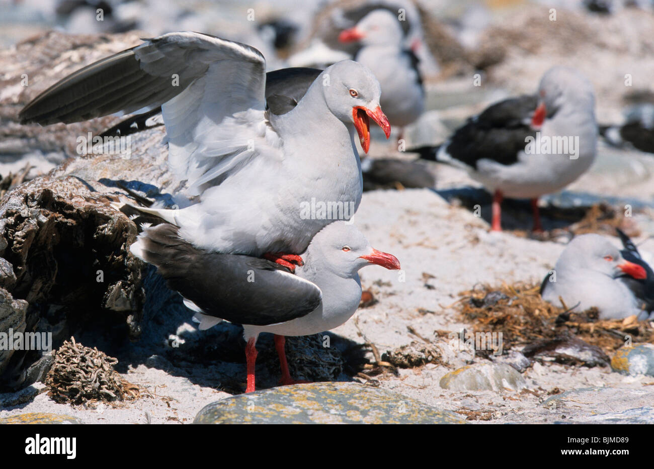 (Leucophaeus scoresbii Dolphin Gull), paire adultes l'accouplement, l'île de Sea Lion, Îles Falkland Banque D'Images