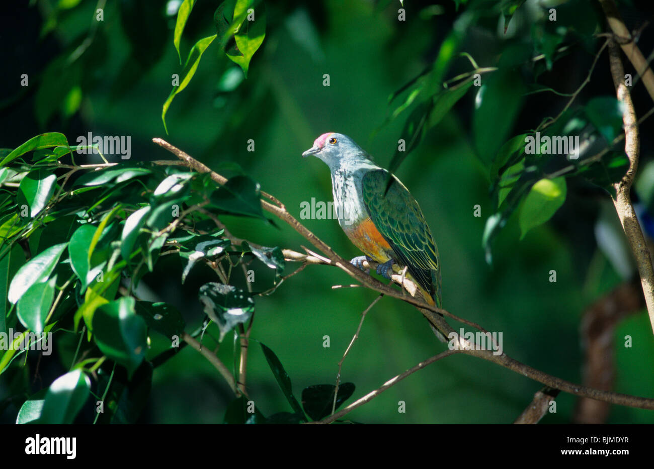 Rose-couronné (Ptilinopus regina) perché dans l'arbre, de l'Australie Banque D'Images