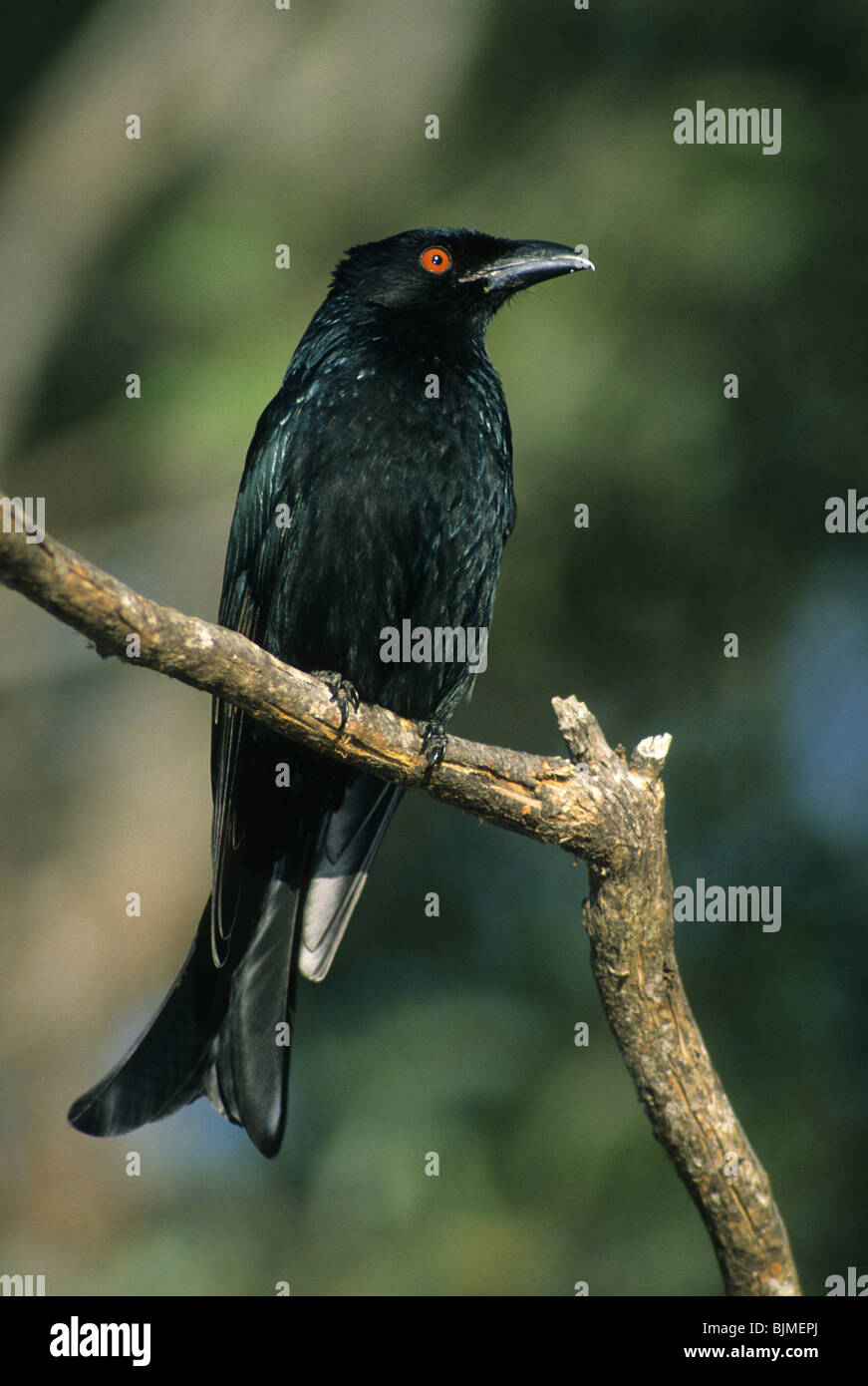 Spangled Drongo (Dicrurus bracteatus) perché, Australie Banque D'Images